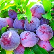 Саджанець Слива колоновидна Блю Світ